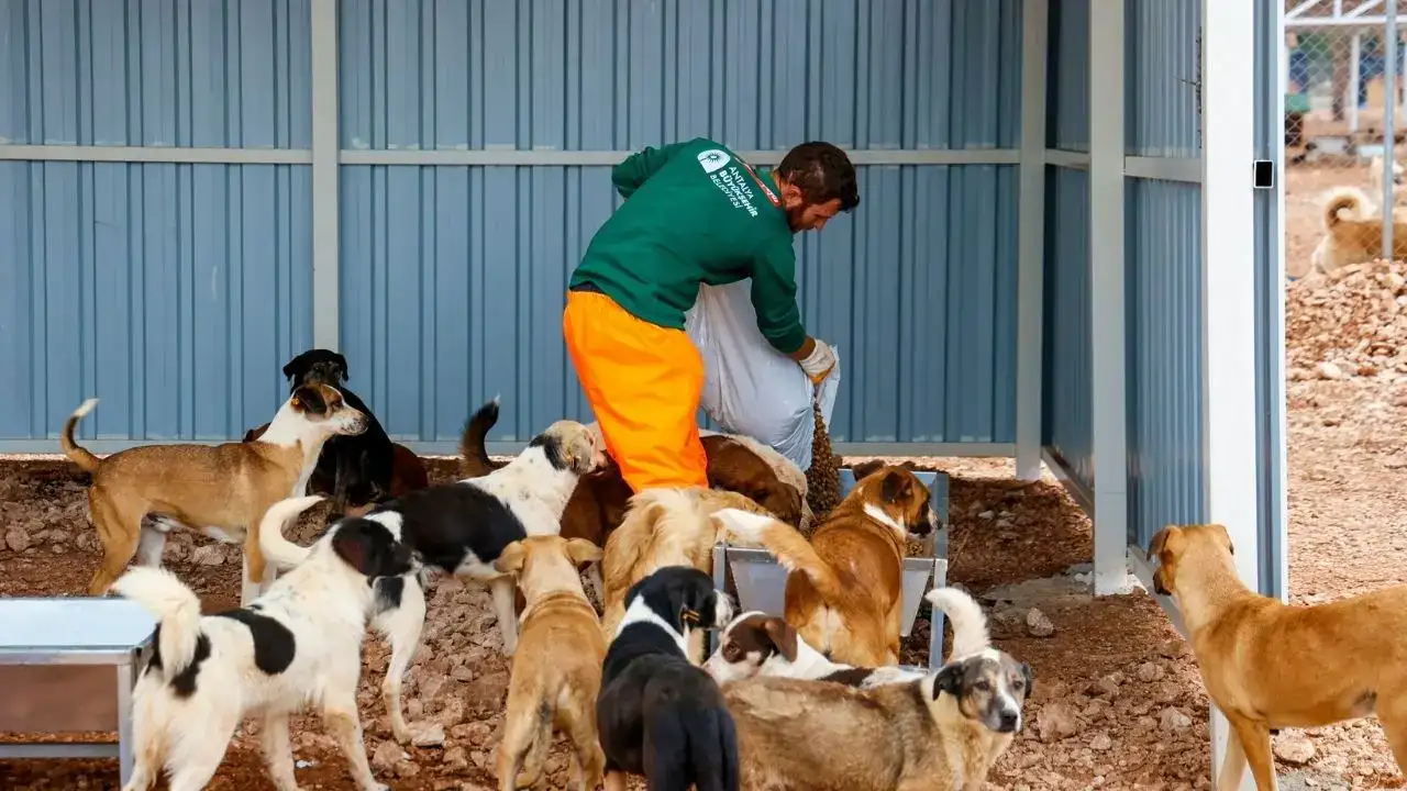 Antalya’da Can Dostlara Müjde: Bakımevi Alanı 84 Dönüme Çıktı! 1